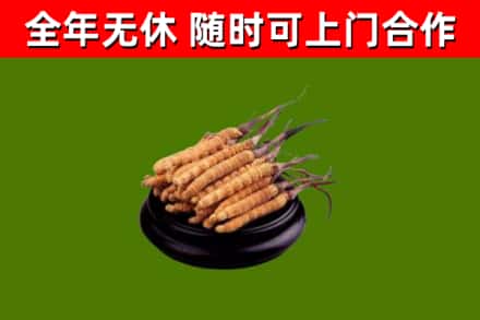 青川县回收冬虫夏草