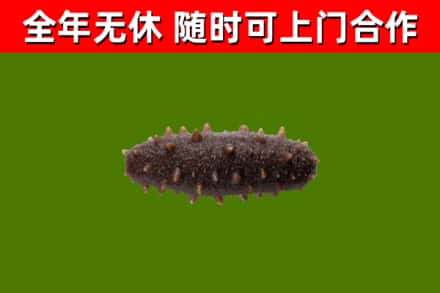青川县回收海参干